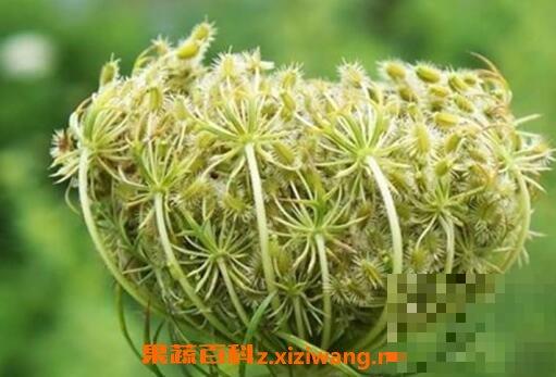 野胡萝卜籽的功效与作用及禁忌