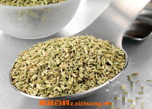 茴香籽的功效与作用