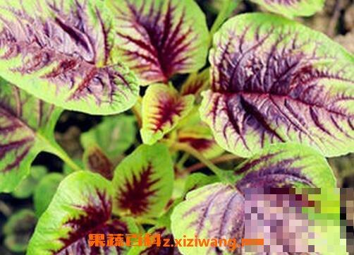 野苋菜根的功效与作用
