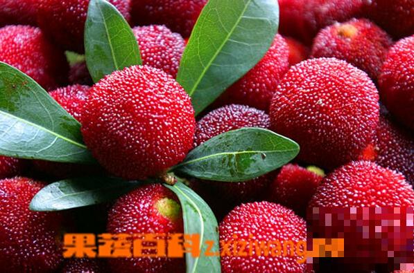 鲜杨梅的功效与作用 吃鲜杨梅的好处