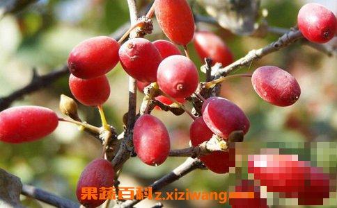 中药山芋肉的作用及禁忌