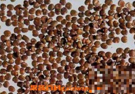 盐菟丝子的功效与作用