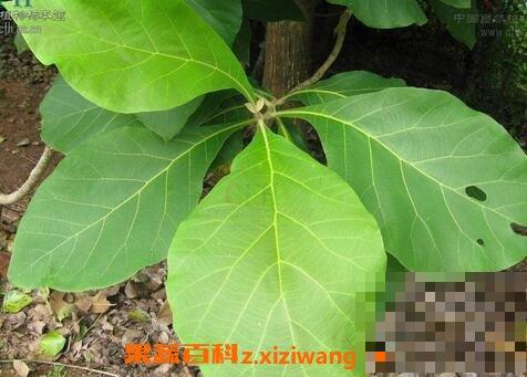 柚木叶的药用价值 柚木叶的药用成分