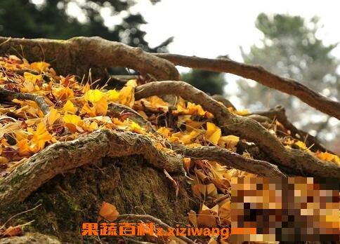银杏树根的功效与作用
