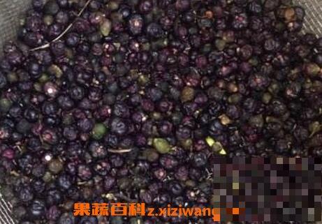 野菜籽的功效与作用及禁忌