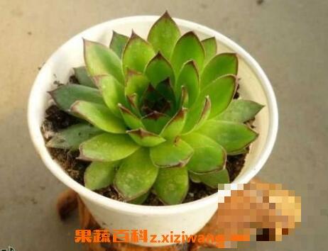 观音莲如何养殖 分享观音莲的养殖方法