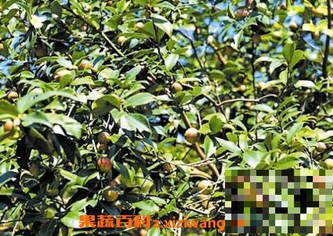 油茶果的功效与作用