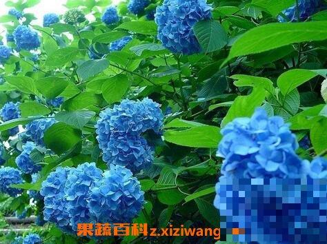 紫阳花图片 紫阳花的功效与作用