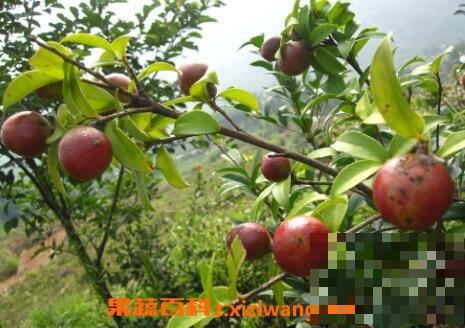 油茶果的功效与作用