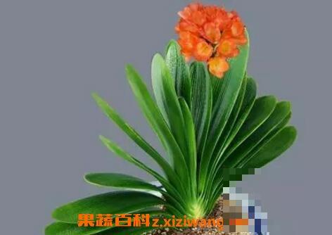 室内君子兰花的养殖方法和注意事项
