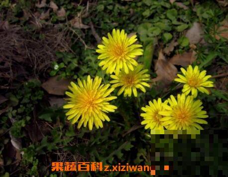 蒲公英花的功效与作用