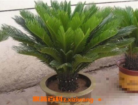 办公室放什么植物风水好