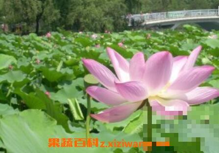水芙蓉花的养殖方法和注意事项