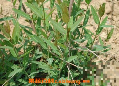 萝卜麻的作用和功效