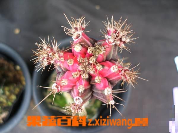 多肉植物绯牡丹栽培与养护