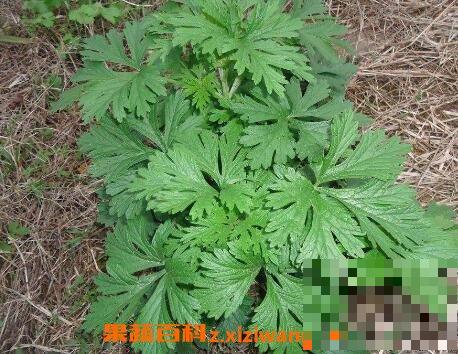 艾草熏蒸房间的功效与作用