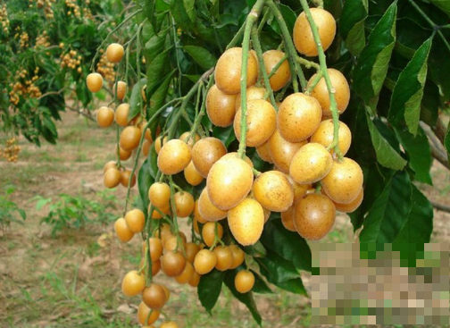 黄皮果什么时候成熟 黄皮是什么季节的水果