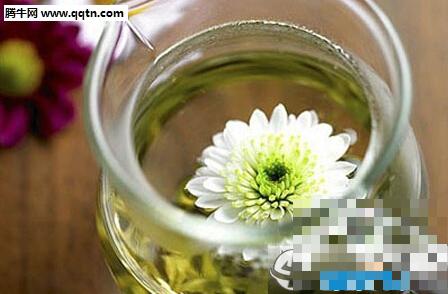 黄芪枸杞菊花茶一年四季都可以喝吗 功效与作用介绍