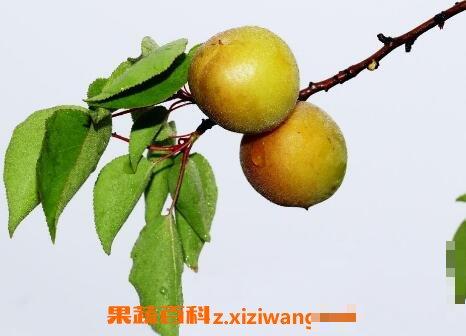山杏和什么食物相克 吃山杏的好处