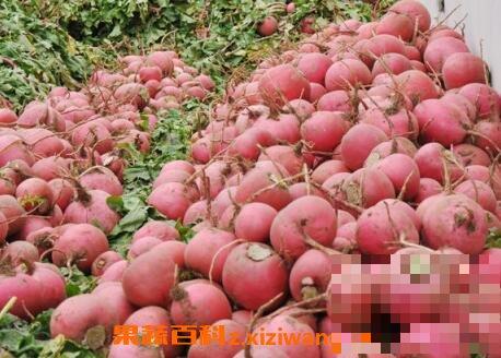 什么是雌性红萝卜 雌性红萝卜怎么吃