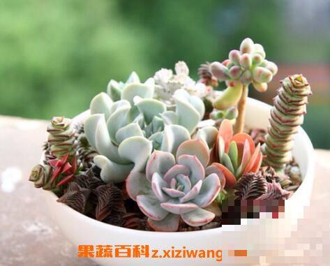 多肉植物怎么养 多肉植物的养殖方法