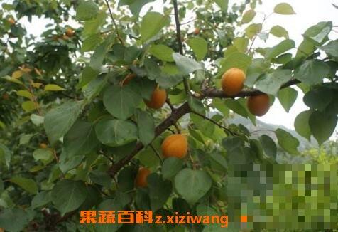 山杏和什么食物相克 吃山杏的好处