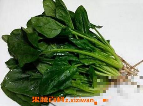 菠菜不能与什么同吃 哪些人不能吃菠菜